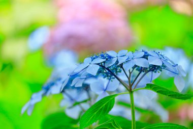 Renkli çiçeklerin arkaplan resmi