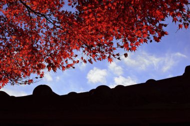 Mavi gökyüzüne karşı kırmızı sonbahar yapraklarının güzel manzarası. 