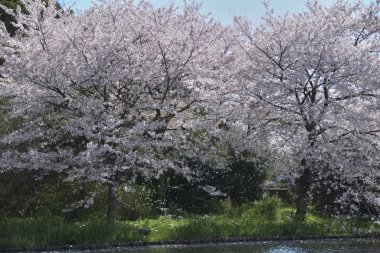 Sakura ağacı çiçeği manzarası, kiraz çiçeği 