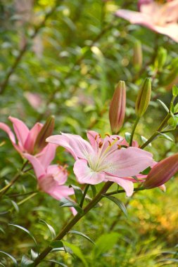 Bahçedeki pembe zambaklar