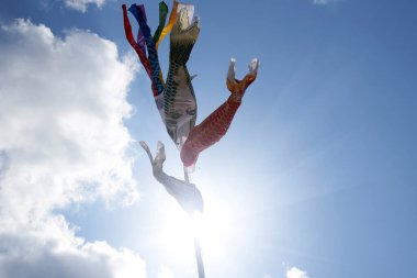 Koinobori, sazan balığı desenli, sazan biçimli rüzgâr çorapları geleneksel olarak Japonya 'da geleneksel olarak Tango no sekku' yu anmak için uçar, geleneksel bir takvim olayı olan Çocuk Günü (Kodomo no hi), Japonya 'da ulusal bir bayramdır.