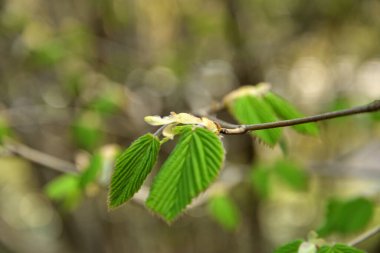 Güzel bahar yaprakları, yakın manzara