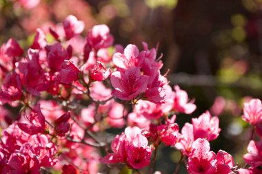 Bahçede açan güzel pembe çiçekler. Güzel botanik fotoğrafı, doğal duvar kağıdı.        