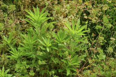 Yeşil bitkilerin ve yaz bahçesinde açan kır çiçeklerinin yakın plan görüntüsü.