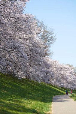 Beyaz sakura çiçekleri açıyor. 