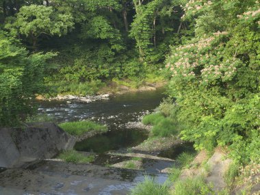 Yazın bir dağ ormanında nehir