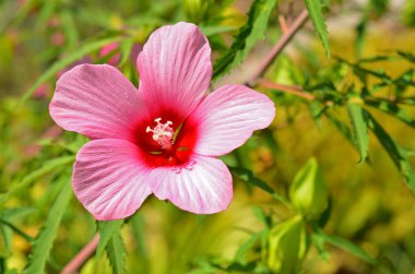 Bahçede pembe amber çiçeği.