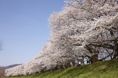 Beyaz sakura çiçekleri açıyor. 