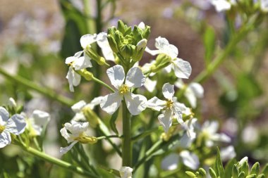 Güzel botanik fotoğrafı, doğal duvar kağıdı.