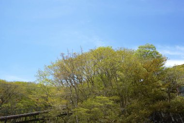 Ağaçlı güzel dağ manzarası 