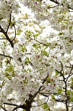 Bahçedeki güzel çiçekler. İlkbaharda kiraz çiçekleri, yakın plan. 