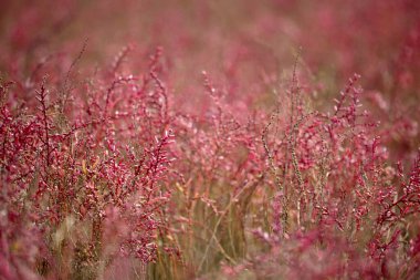 Pembe kır çiçekleri, doğa geçmişi 