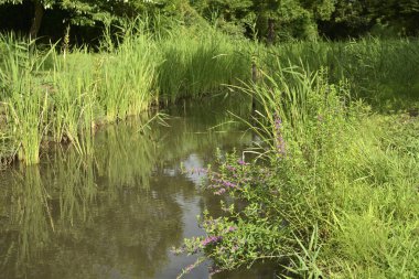 Parkta nehir olan yaz manzarası