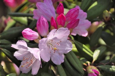 Bahçedeki güzel pembe çiçekler