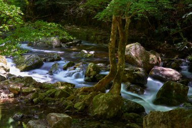 basamaklı şelale orman