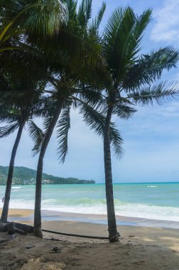 palmiye ağaçları ile tropikal plaj güzel görünümü 