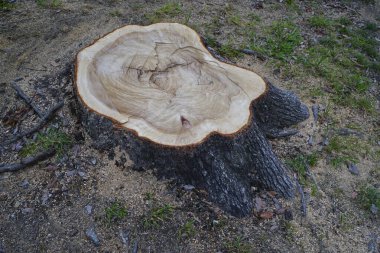 Yeşil çimlerle çevrili yerde yatan ağaç kütüğü.