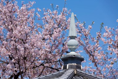 Japonya 'da kiraz çiçeği zamanı