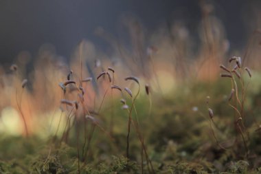 ormanda güzel yosun