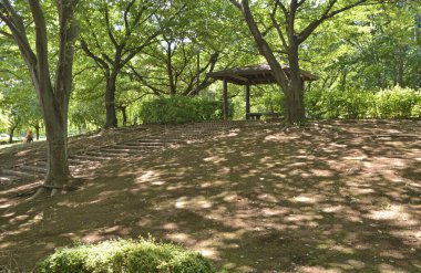 Yazın yeşil ağaçlı güzel şehir parkı manzarası 