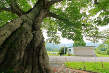 Yaz parkında büyük yaşlı bir ağaç