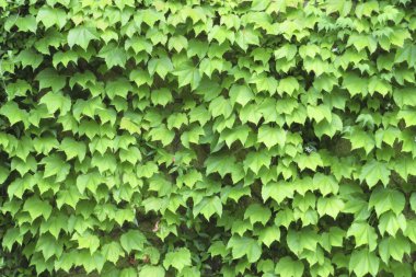 Duvarda yeşil yapraklar