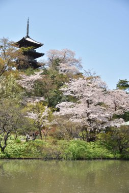 Sakura ağacı çiçeği manzarası, kiraz çiçeği 