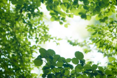 Ormanda yeşil yapraklar