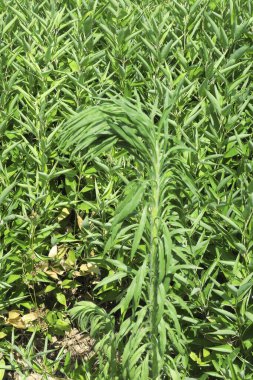 Tarlada yaprakları olan genç bitkiler 