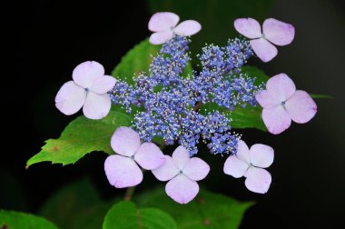 Bahçedeki güzel pembe ortanca çiçekleri