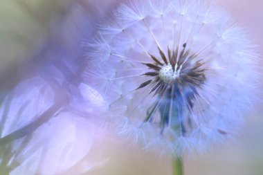 Sabah karahindiba çiçeği.