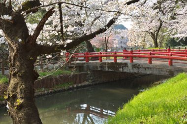 Japonya 'da kiraz çiçekleri, Tokyo