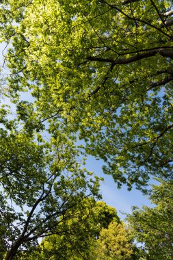 Yaz ormanındaki yeşil ağaçların güzel manzarası