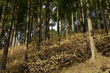 Tepede büyüyen bitki ve ağaç gövdeleri ile güzel bir sonbahar ormanı.