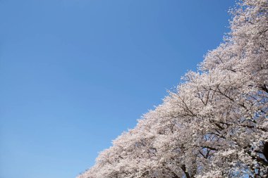 Bahar parkında çiçek açan güzel ağaçlar            