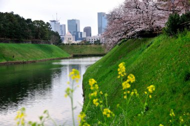 Çiçek açan kiraz ağaçları, Tokyo 'daki şehir gökdelenleri ve kanal, Japonya