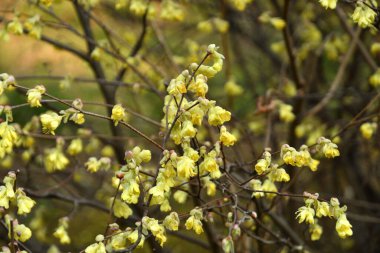 Bahçede güzel bahar çiçekleri