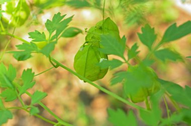 Yeşil yaprakların ve bitki dallarının yakın görüntüsü