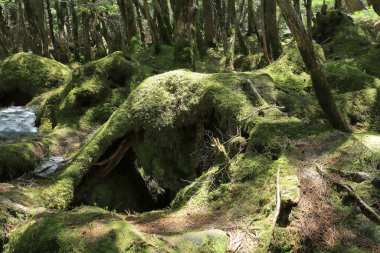 Ormanda yosun kaplı bir kaya.