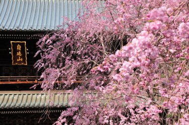 Japonya 'daki güzel pembe kiraz ağacı