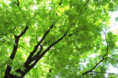 Ormandaki ağaç dallarında yeşil yapraklar