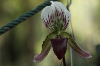 Bahçedeki güzel çiçekler