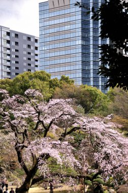 Japonya 'da kiraz çiçekleri, Tokyo