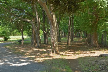 Yazın yeşil ağaçlı güzel şehir parkı manzarası 