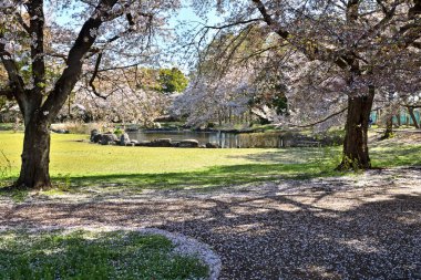 Baharda bahçede çiçek açan güzel ağaçların yakın görüntüsü.     