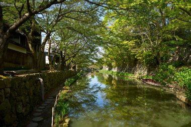 Japonya 'da kanala yansıyan güzel bahar ağaçlarının manzarası 