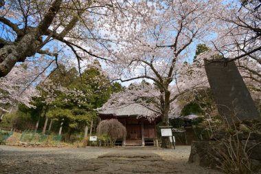 Sakura ağacı çiçeği manzarası, kiraz çiçeği 