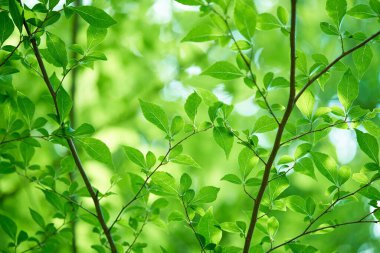 yeşil yapraklar, doğa ve çevre