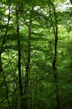 Yeşil ağaçları ve ormanı olan güzel bir manzara.             
