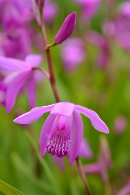 Bahçede mor çiçekler